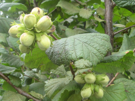 Орех Фундук (Лещина)