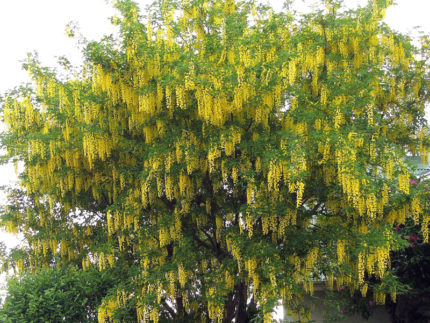 Бобовник альпийский (Laburnum alpinum)