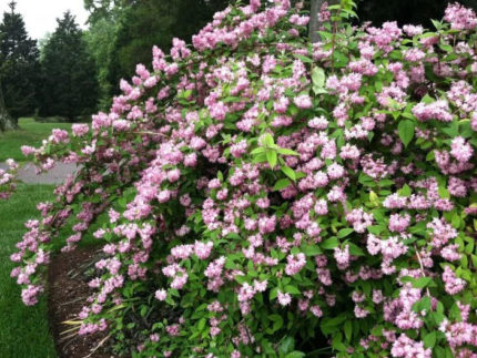 Дейция гибридная Пинк Пом-Пом (Deutzia Pink Pom-Pom)