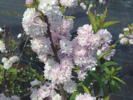 Дейция гибридная Пинк Пом-Пом (Deutzia Pink Pom-Pom) саженцы