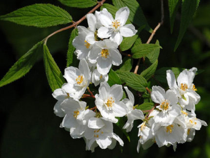 дейция изящная deutzia gracilis