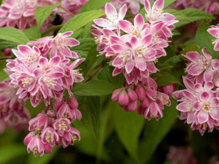 Дейция розовая (Deutzia rosea)