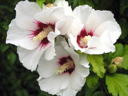 Гибискус Ред Харт (Hibiscus Red Heart, Красное сердце)