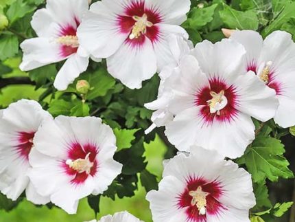 Гибискус Ред Харт (Hibiscus Red Heart, Красное сердце) саженцы