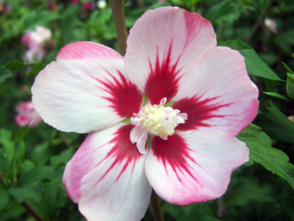Гибискус сирийский Хамабо (Hibiscus syriacus Hamabo)