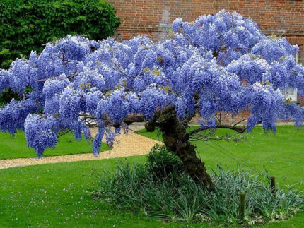 Глициния макростахия Блю Мун (Wisteria macrostachya Blue moon, Голубая Луна)