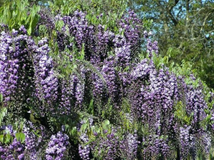 Глициния Виолацеа Плена (Violacea Plena) саженцы