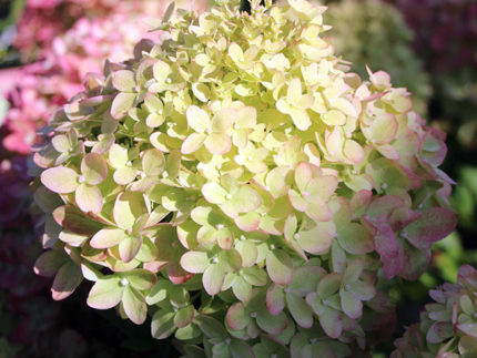 Гортензия метельчатая Литл Лайм (Little Lime)