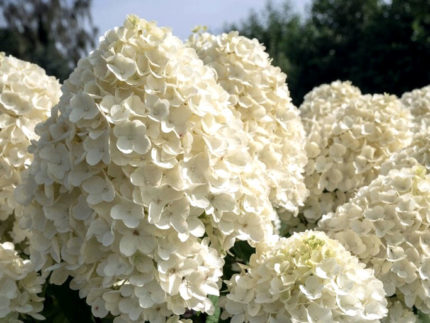 Гортензия метельчатая Саммер Сноу (Summer Snow) саженцы