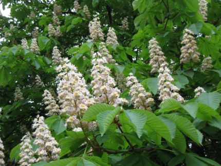 Каштан конский Фастигиата (Aesculus hippocastanum Fastigiata)