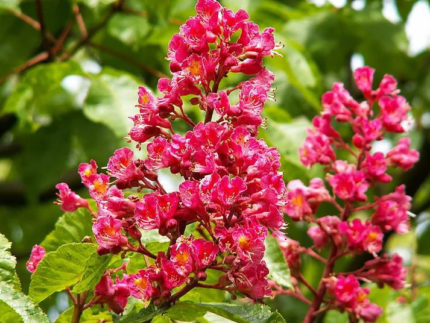Каштан конский мясо-красный Бриоти (Aesculus carnea Briotii)