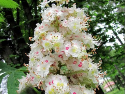 Каштан конский Пирамидалис (Aesculus hippocastanum Pyramidalis)