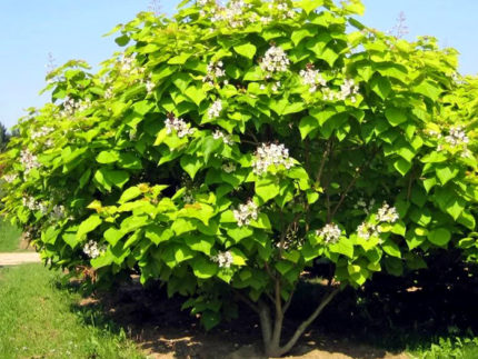 Катальпа бигнониевидная Ауреа (Catalpa bignonioides Aurea)