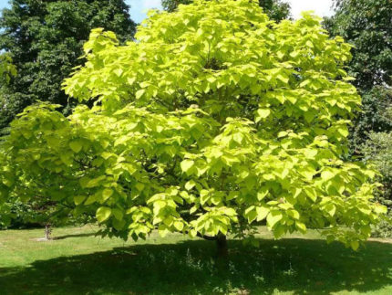Катальпа бигнониевидная Ауреа (Catalpa bignonioides Aurea) саженцы