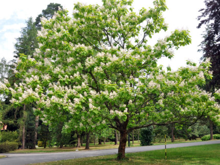 Катальпа бигнониевидная Уолтер (Catalpa bignonioides Walter)