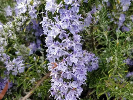 Розмарин Корсикан Блю (Corsican Blue)