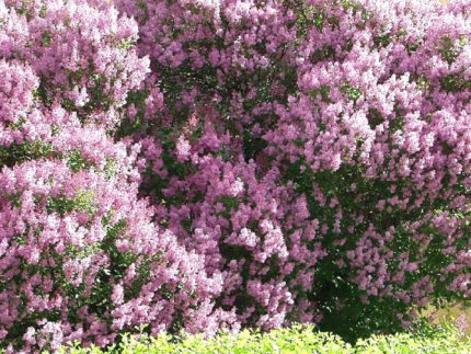 Сирень Венгерская (Syringa Josikaea)