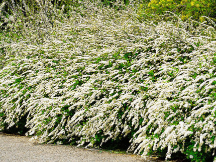 Спирея Аргута (Spiraea Arguta) саженцы