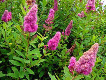 Спирея Дугласа (Spiraea douglasii) саженцы