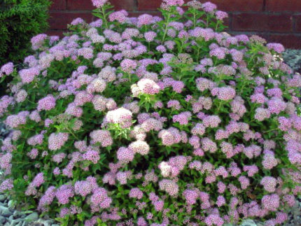 Спирея японская Литл Принцесс (Spiraea japonica Little Princess)