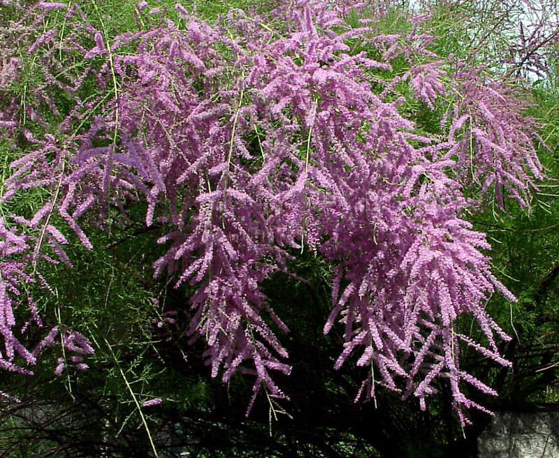tamariks-vetvistejshij-pink-kaskad-sazhentsy Тамарикс ветвистейший Пинк Каскад саженцы