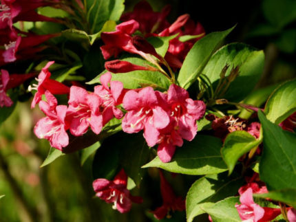 Вейгела Бристоль Руби (Weigela Bristol Ruby)