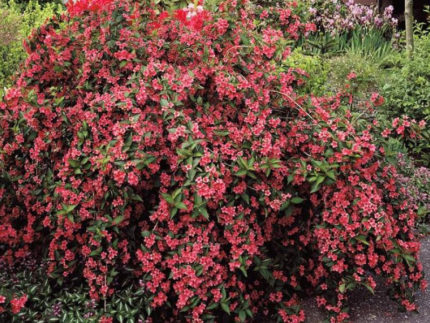 Вейгела Бристоль Руби (Weigela Bristol Ruby) саженцы