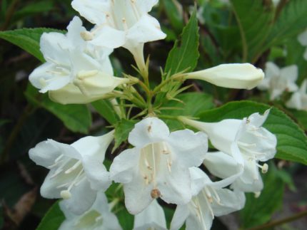 Вейгела Кандида (Weigela florida Candida)