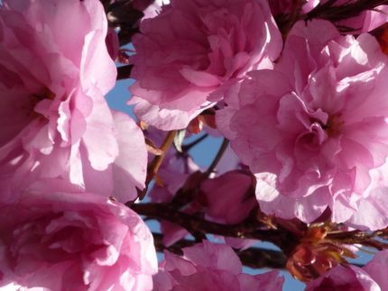 Вишня (сакура) Рроял Бургунди