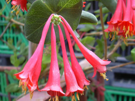 Жимолость Брауна Фуксиойдес (Lonicera brownii Fuchsioides)