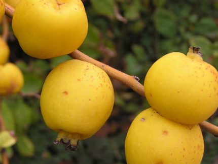 айва северная саженцы