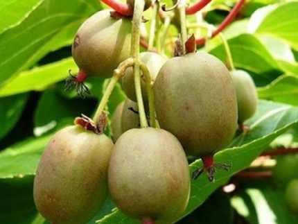 Актинидия коломикта Королева сада саженцы