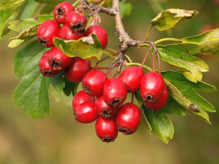 Боярышник обыкновенный (Колючий, Сглаженный, Crataegus laevigata)