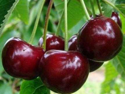 Черешня Июньская ранняя