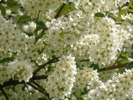 Черёмуха обыкновенная (Prunus padus) саженцы