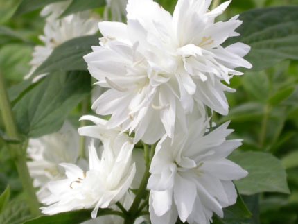 Чубушник жасмин Миннесота Сноуфлейк (Philadelphus Minnesota Snowflake)