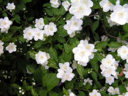 Чубушник жасмин венечный инносенс Philadelphus innocence саженцы