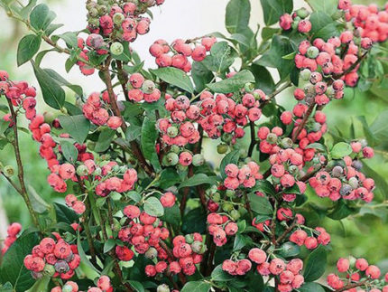 Голубика высокорослая Пинк Блюберри (розовая Pink Blueberry) саженцы