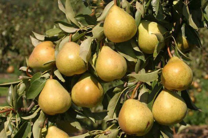 grusha-lyubimitsa-yakovleva