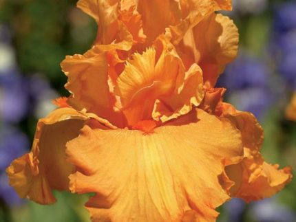 ирис Априкот Эприкот Силк (Apricot Silk) саженцы
