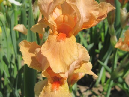 ирис Априкот Силк (Apricot Silk)