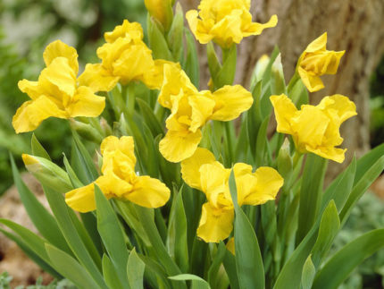 Ирис карликовый Брасси (Iris pumila Brassie) саженцы