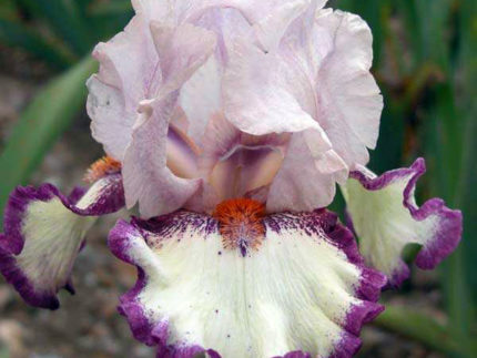 Ирис Клюнри (Iris Clownerie)