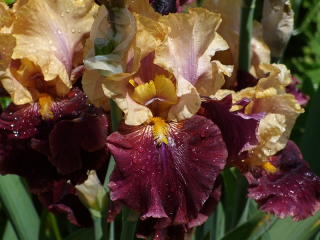 iris-rustik-rojalti-rustic-royalty-sazhentsy Ирис Рустик Ройалти (Rustic Royalty) саженцы