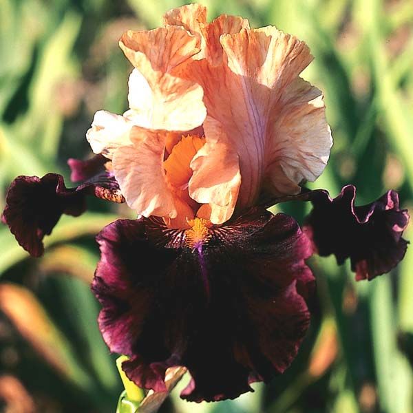 iris-rustik-rojalti-rustic-royalty Ирис Рустик Ройалти (Rustic Royalty)