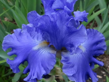 Ирис Якина Блю (Yaquina Blue)