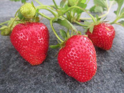 Клубника Альбион