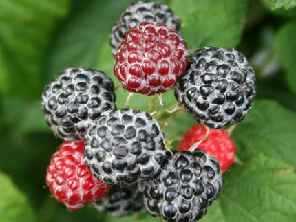 Малина ежемалина Блэк Джевел (Black Jewel)