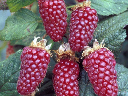 Малина ежемалина Тайберри (Tayberry)