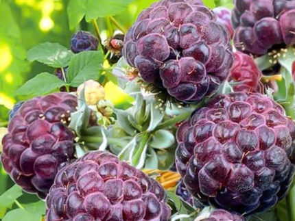 Малина Парпл Джевел (Purple Jewel)